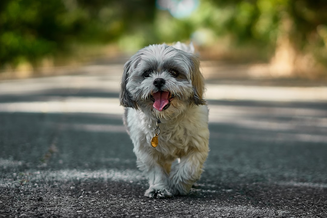 Photo Shih Tzu