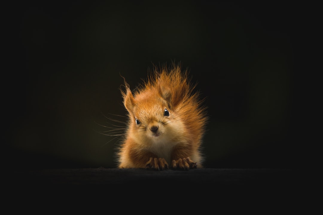 Photo Cute animals