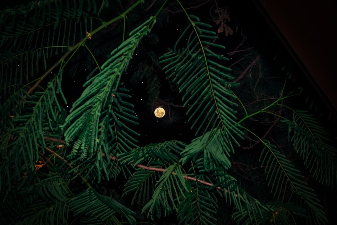 Unveiling the Mystique of Luna Bright
